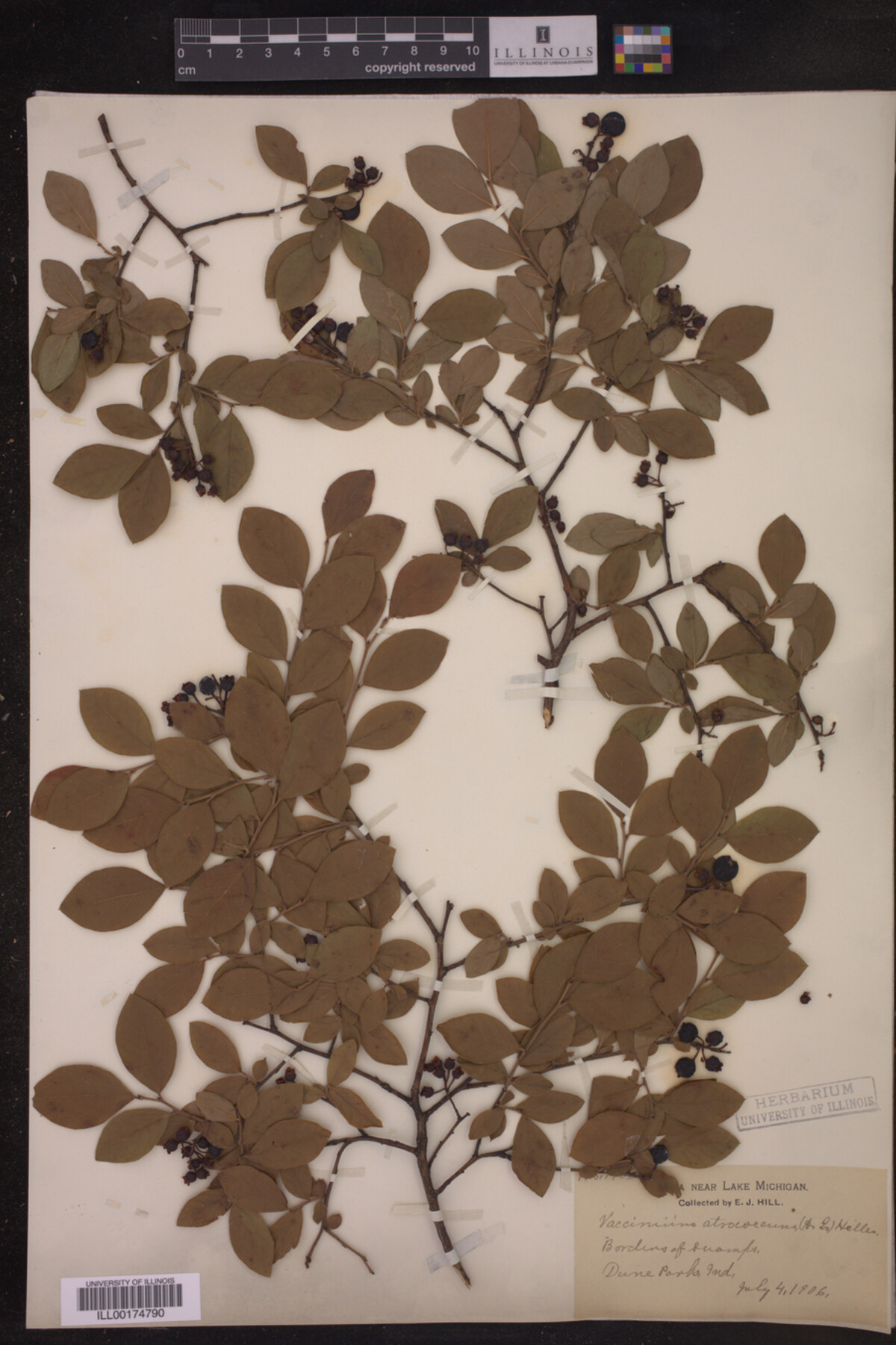 Vaccinium atrococcum image