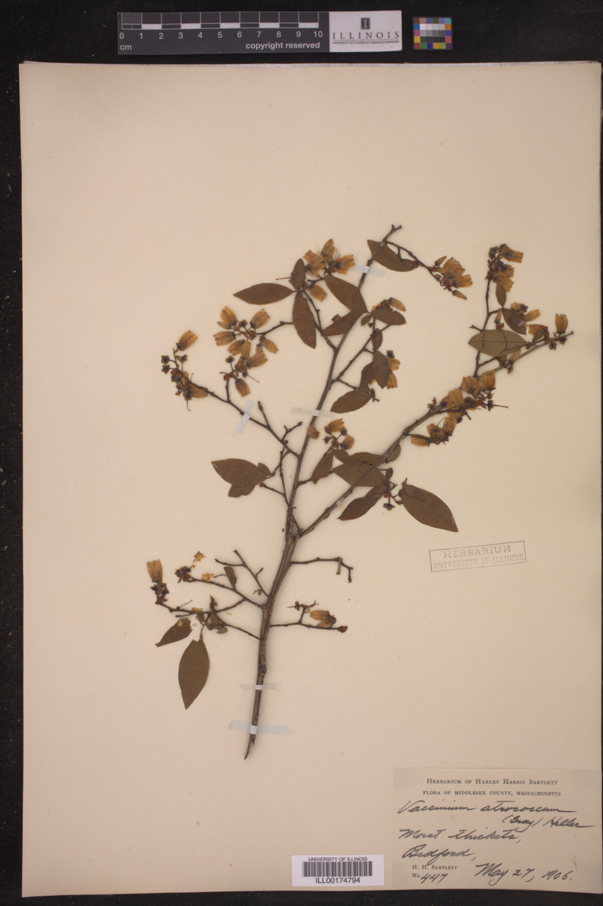 Vaccinium atrococcum image