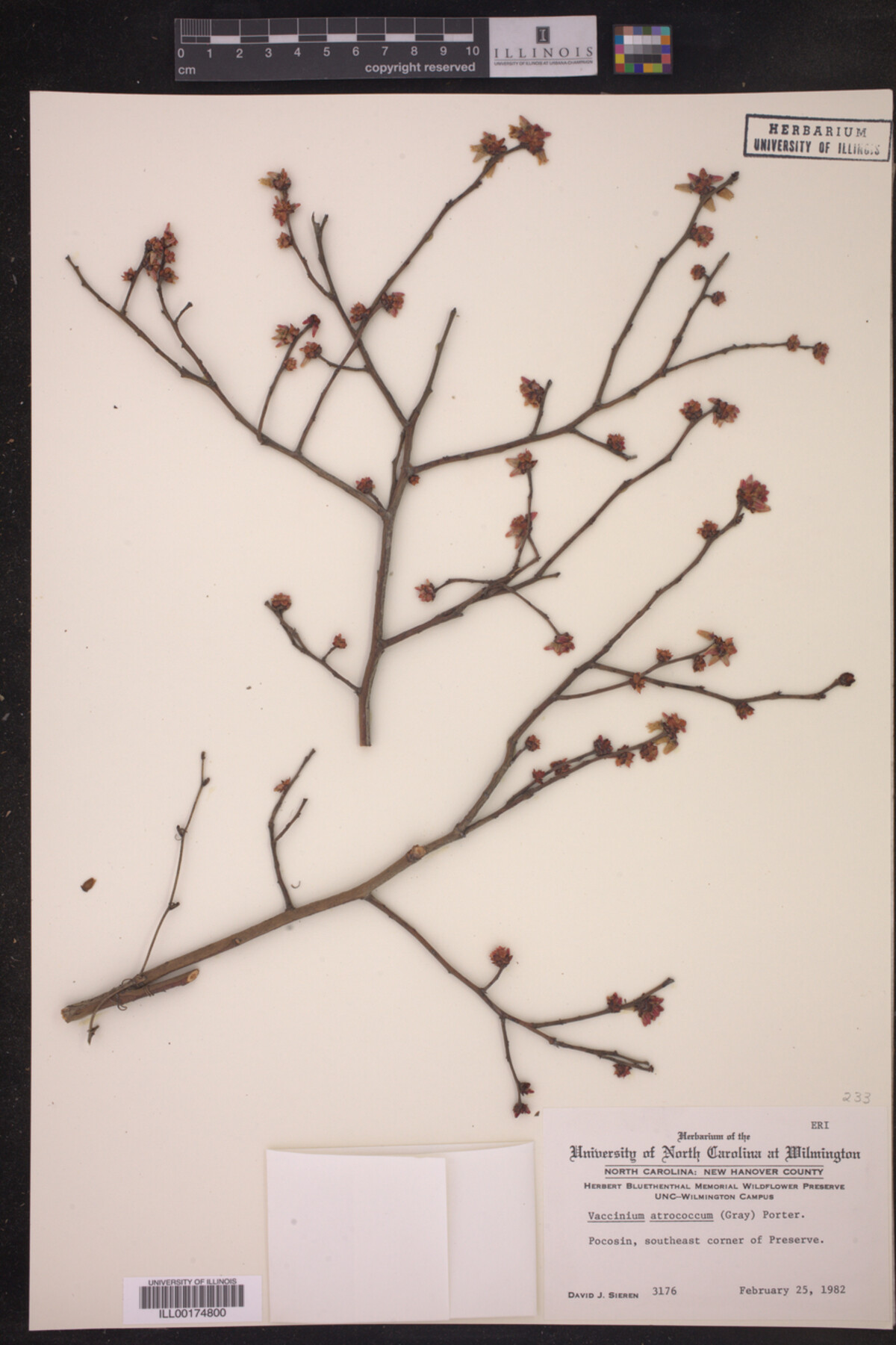 Vaccinium atrococcum image