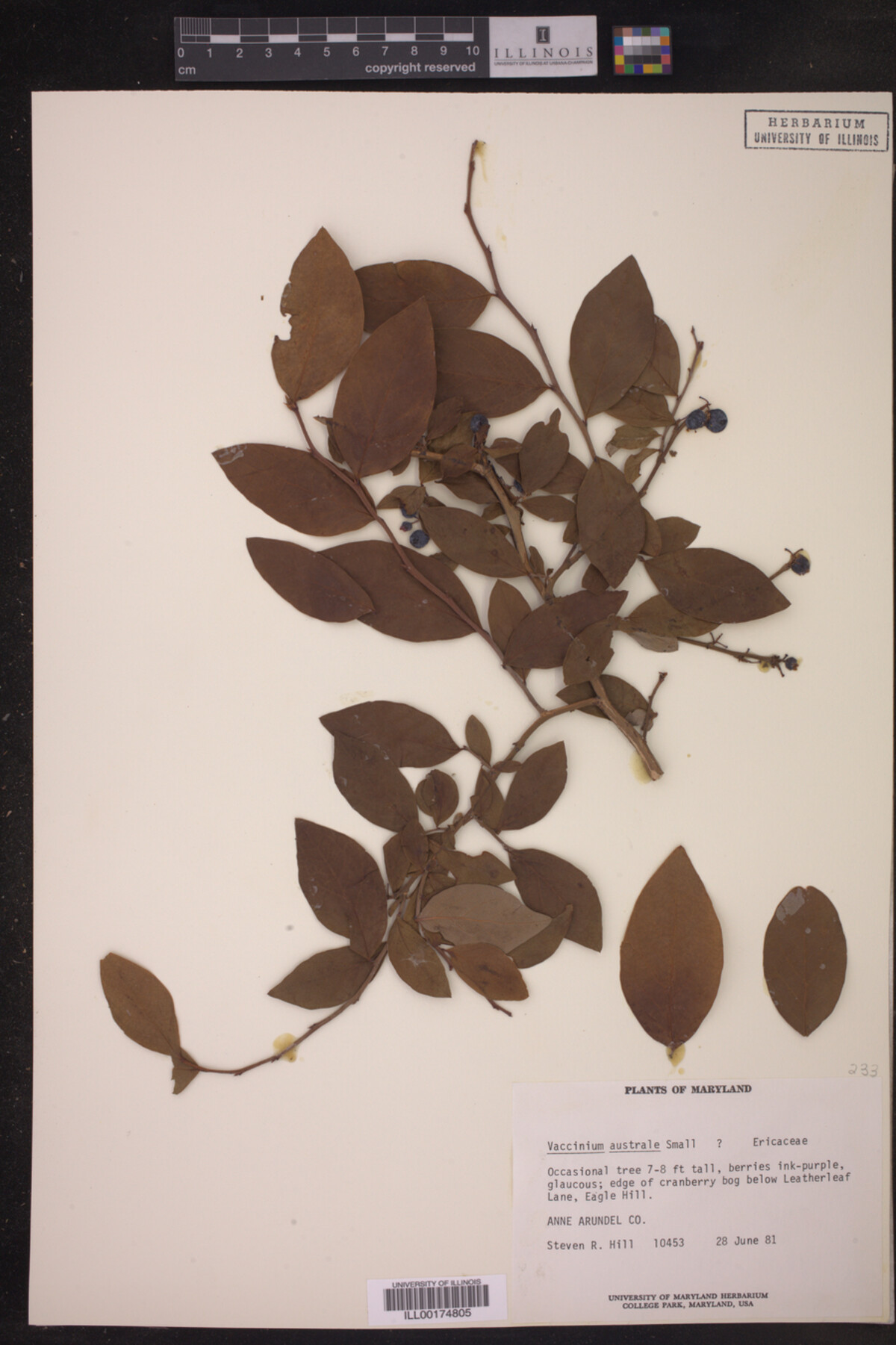 Vaccinium australe image