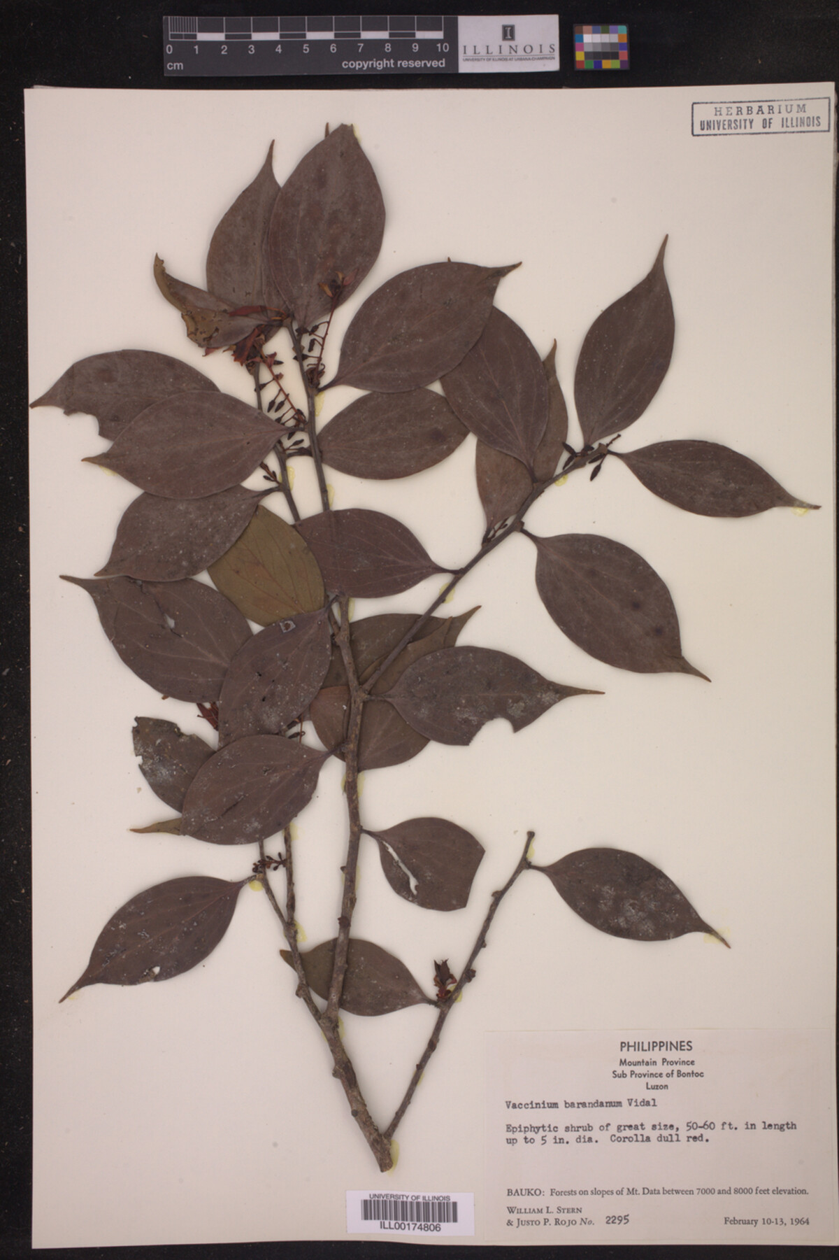 Vaccinium barandanum image