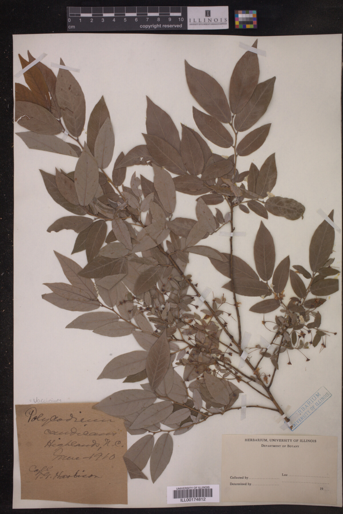 Vaccinium candicans image