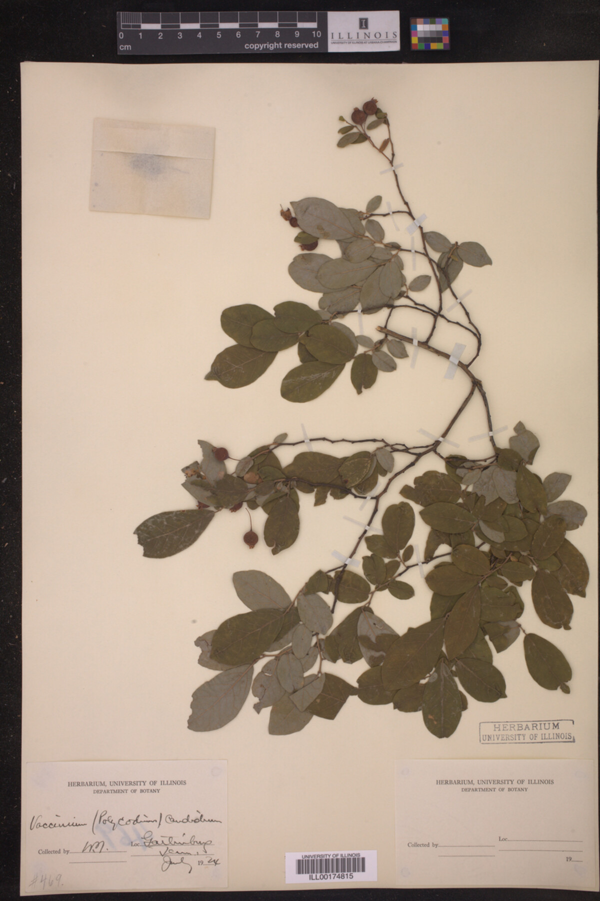 Vaccinium candidum image