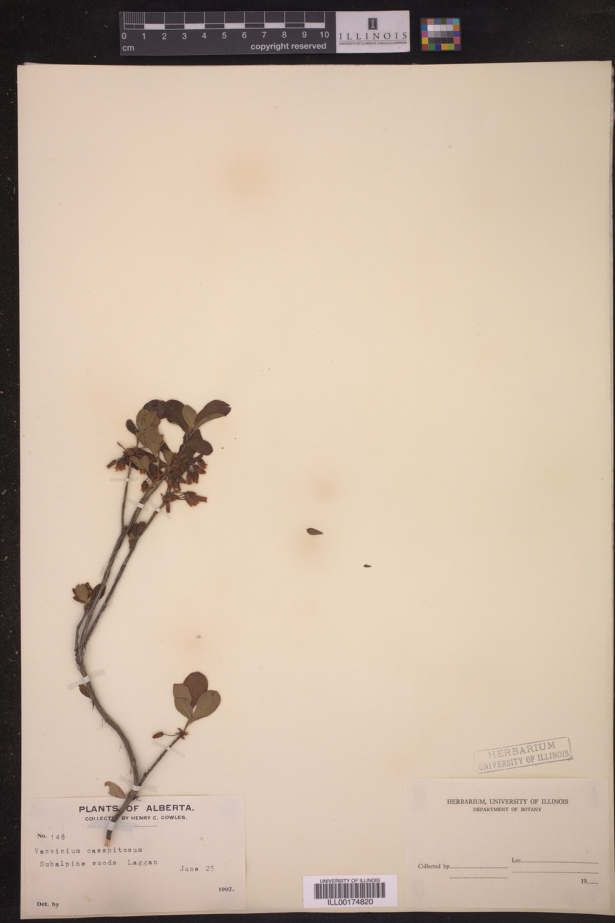 Vaccinium caespitosum image