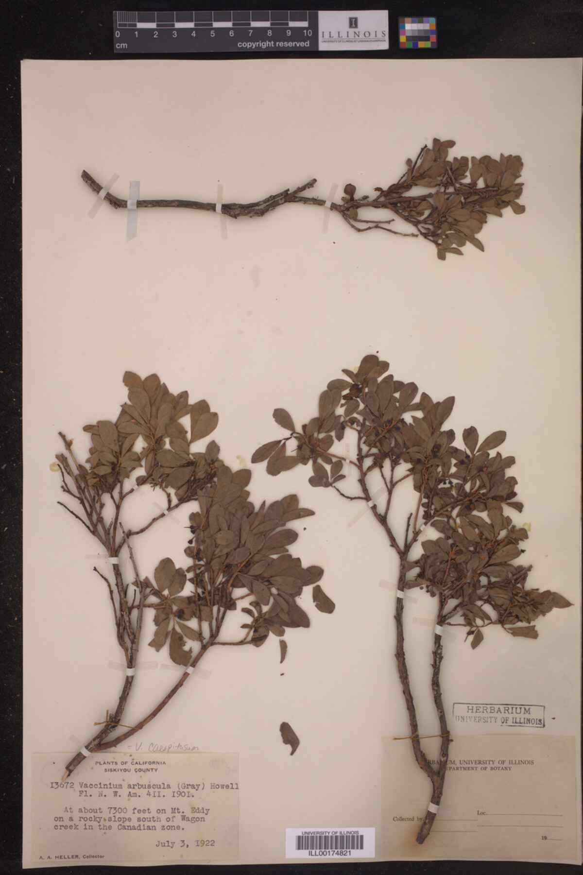 Vaccinium caespitosum image