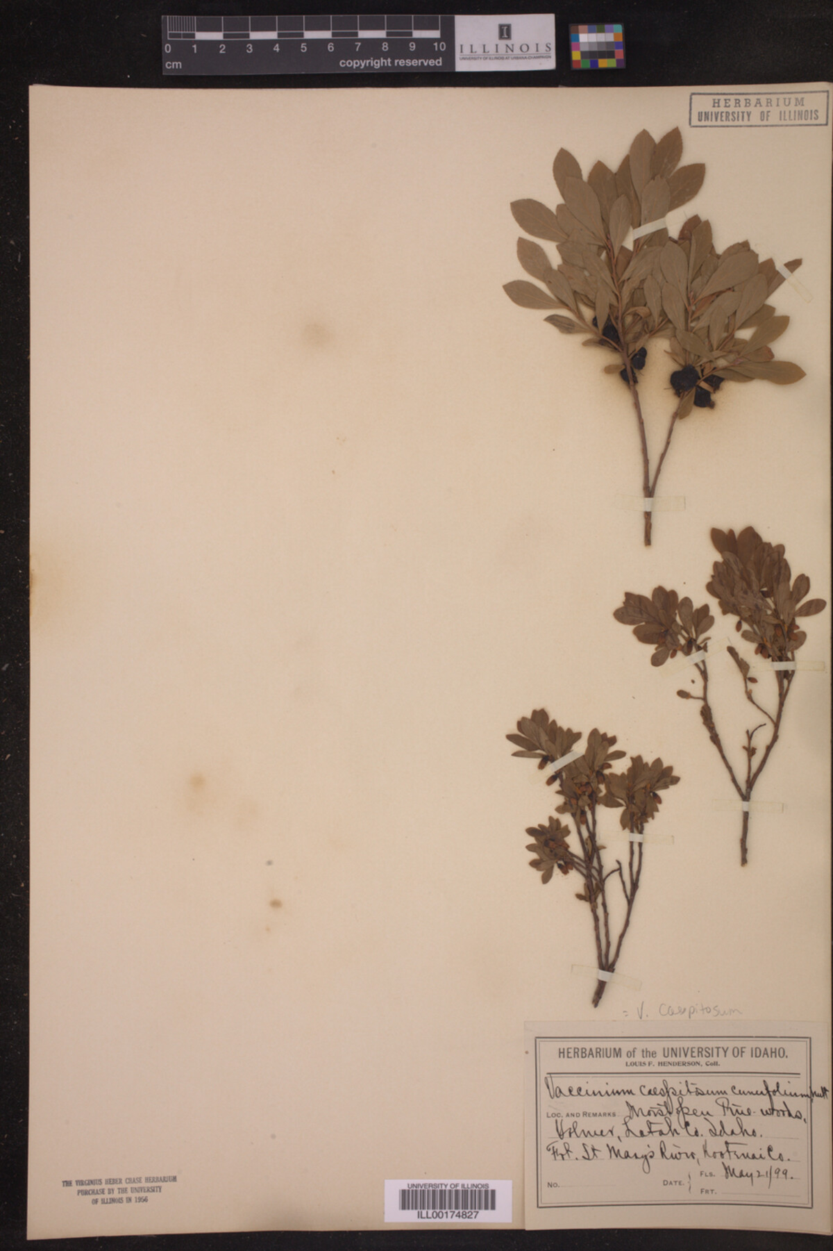 Vaccinium caespitosum image