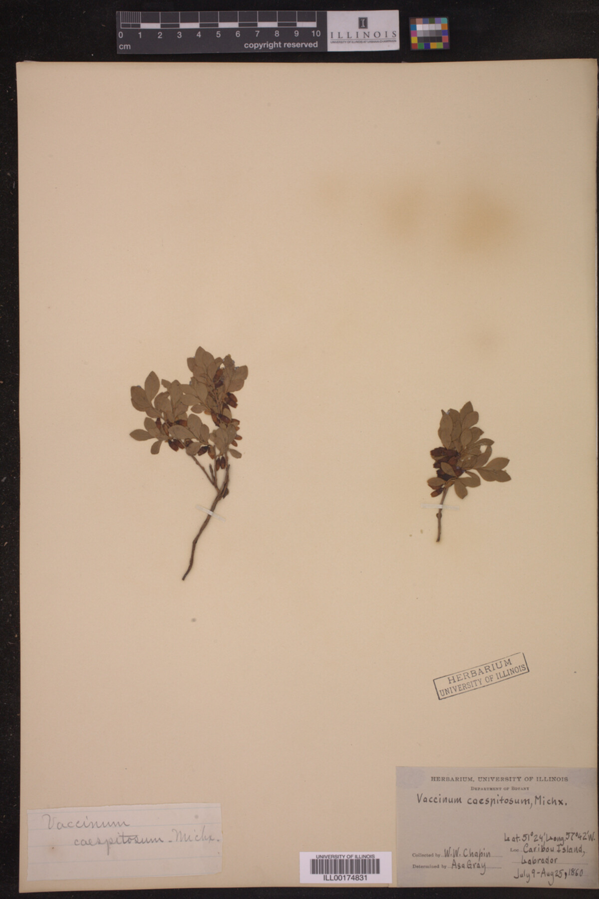 Vaccinium caespitosum image