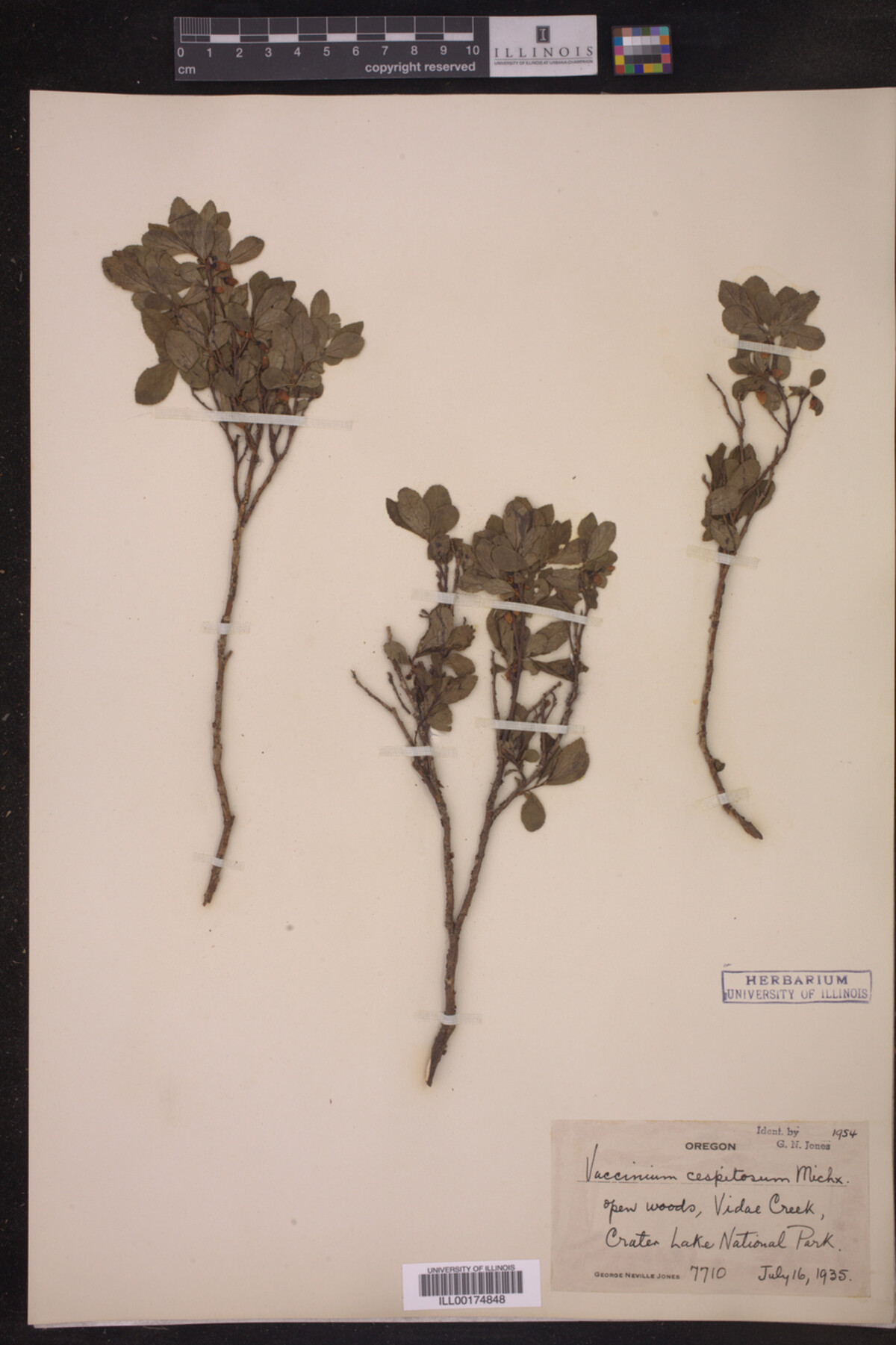 Vaccinium caespitosum image