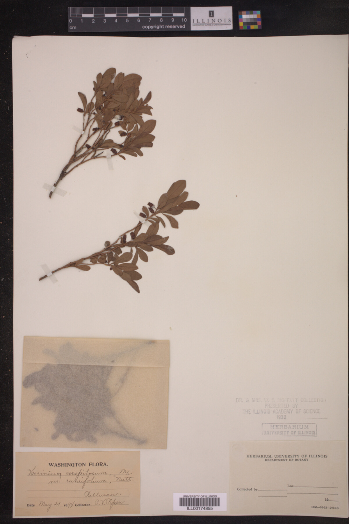 Vaccinium caespitosum image