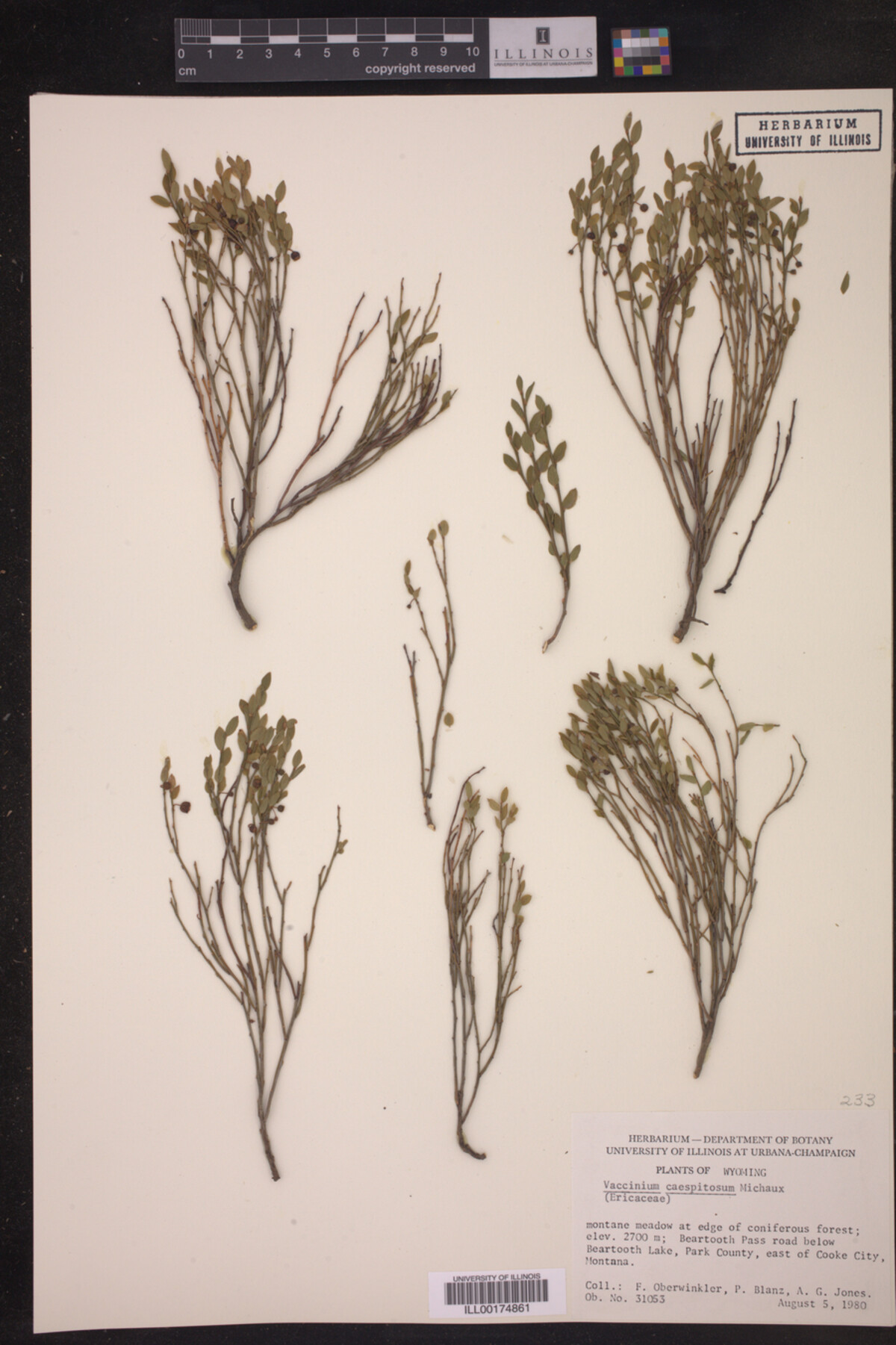 Vaccinium caespitosum image