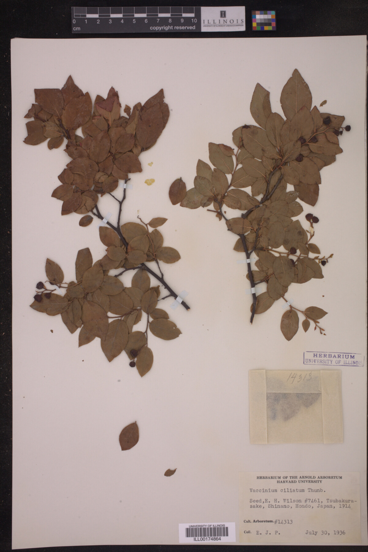 Vaccinium ciliatum image