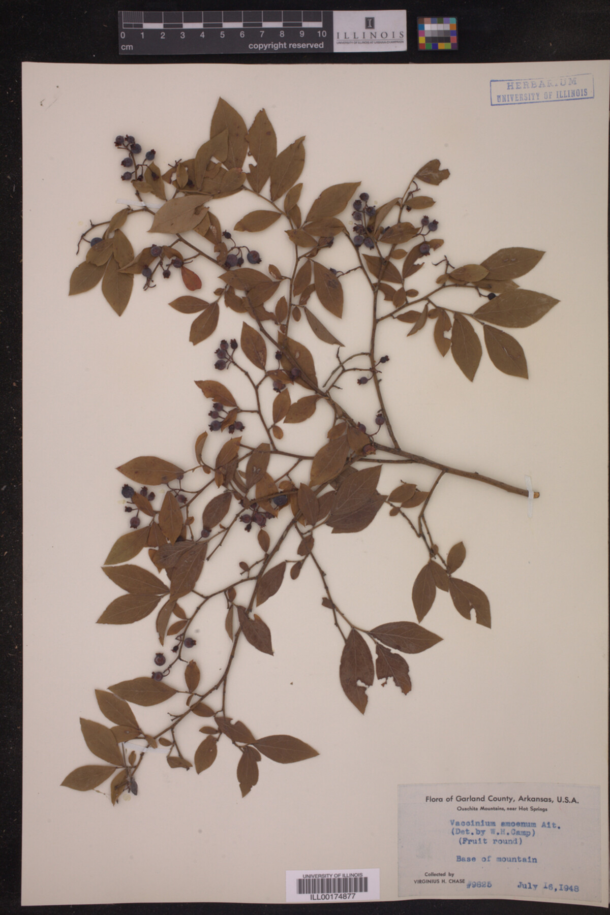 Vaccinium corymbosum image