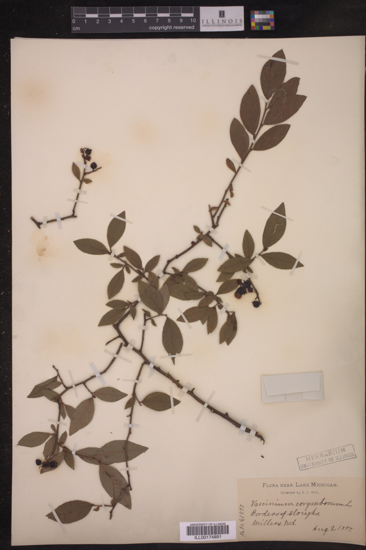 Ericaceae image