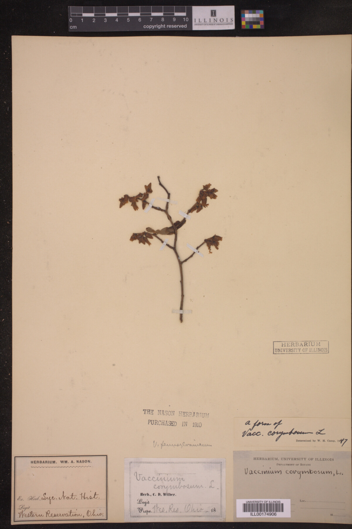 Vaccinium corymbosum image