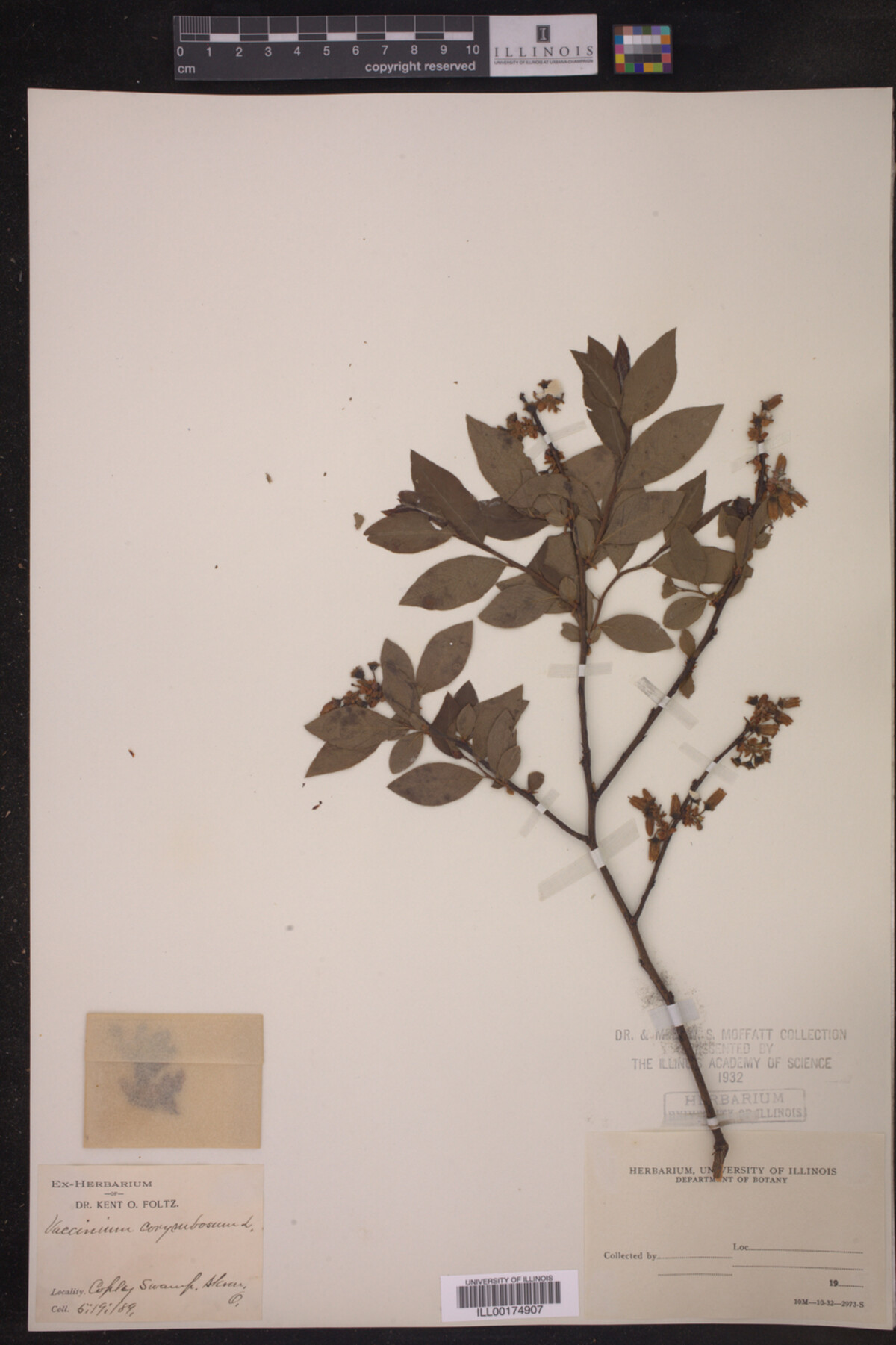 Vaccinium corymbosum image