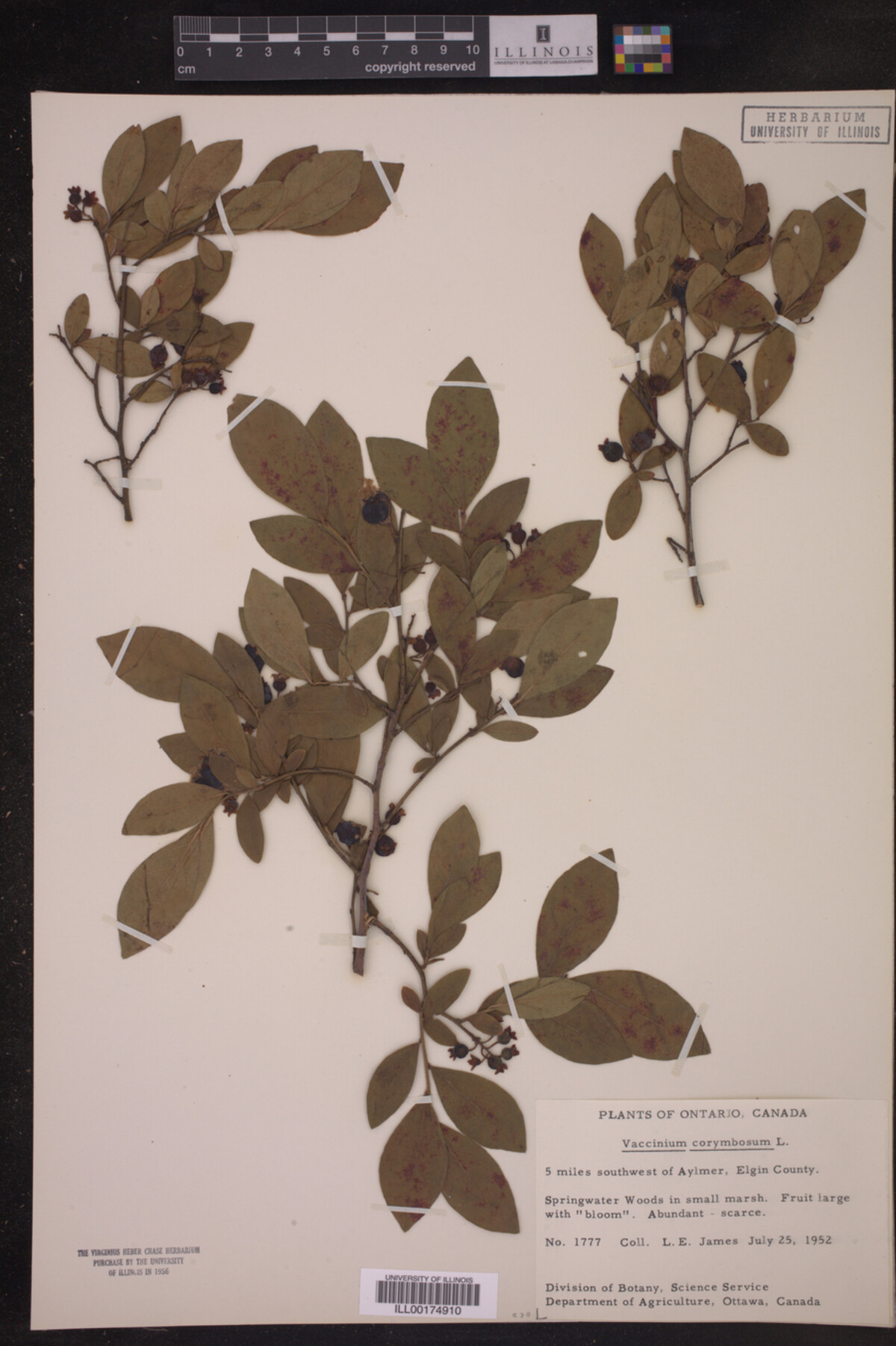 Vaccinium corymbosum image