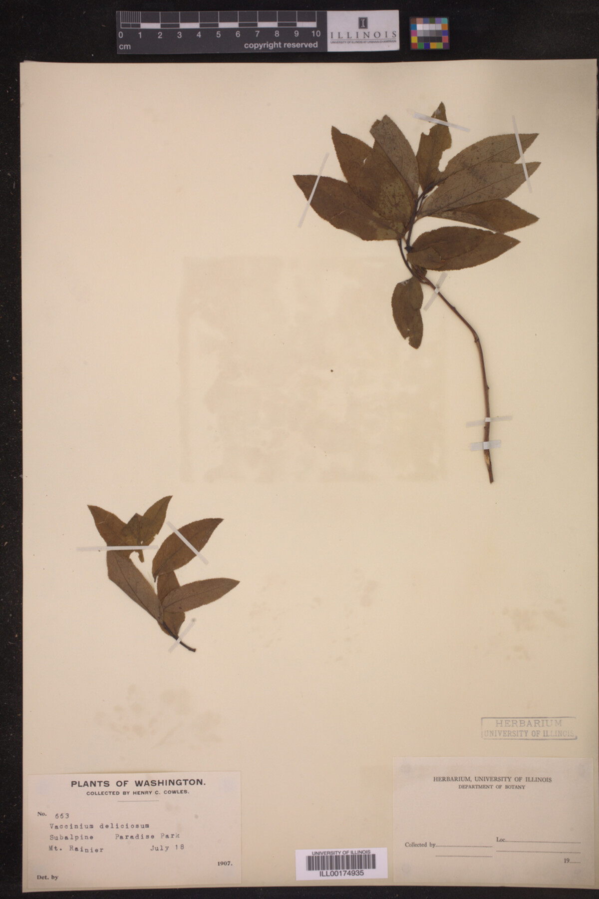 Vaccinium deliciosum image