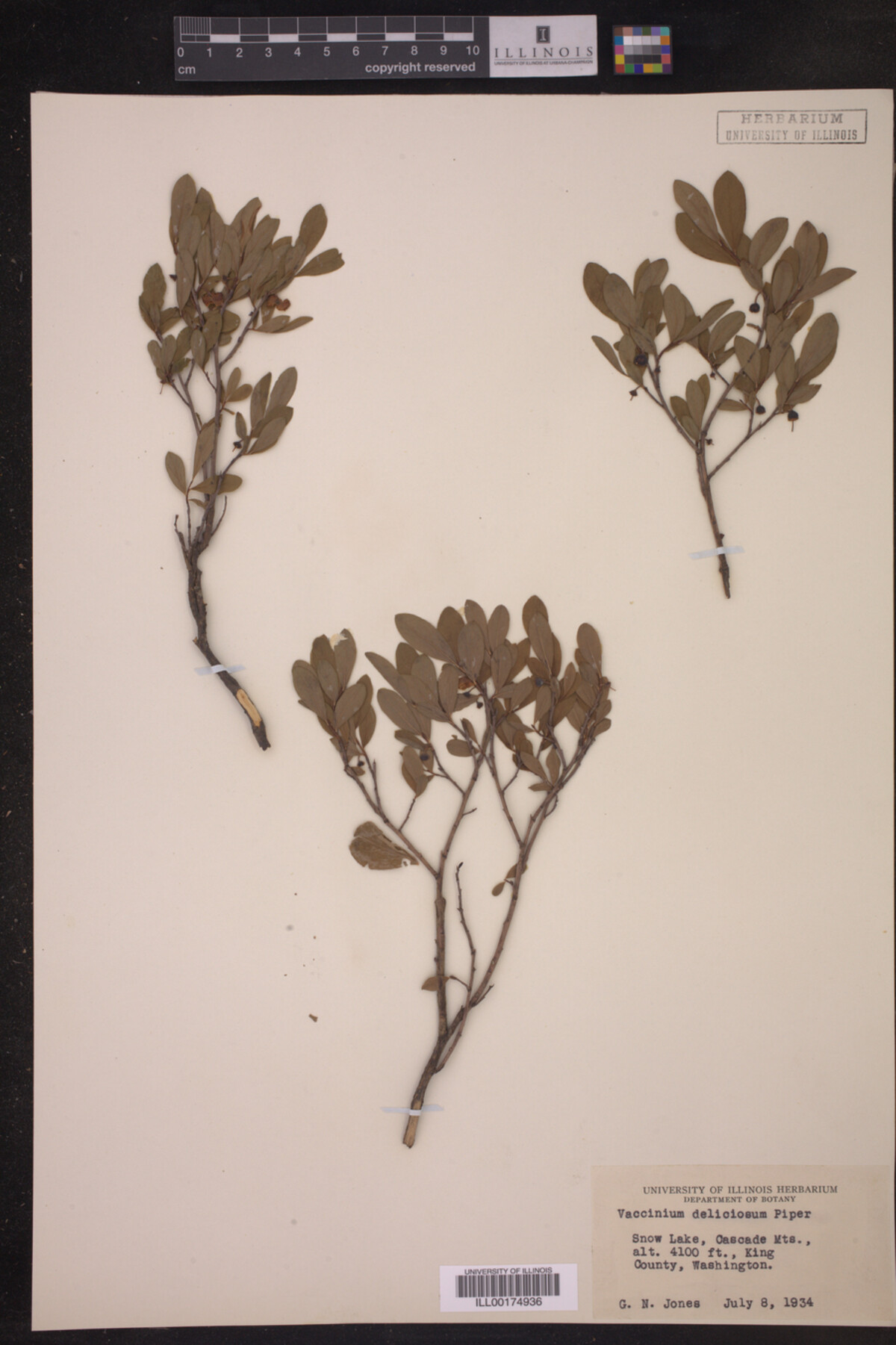 Vaccinium deliciosum image