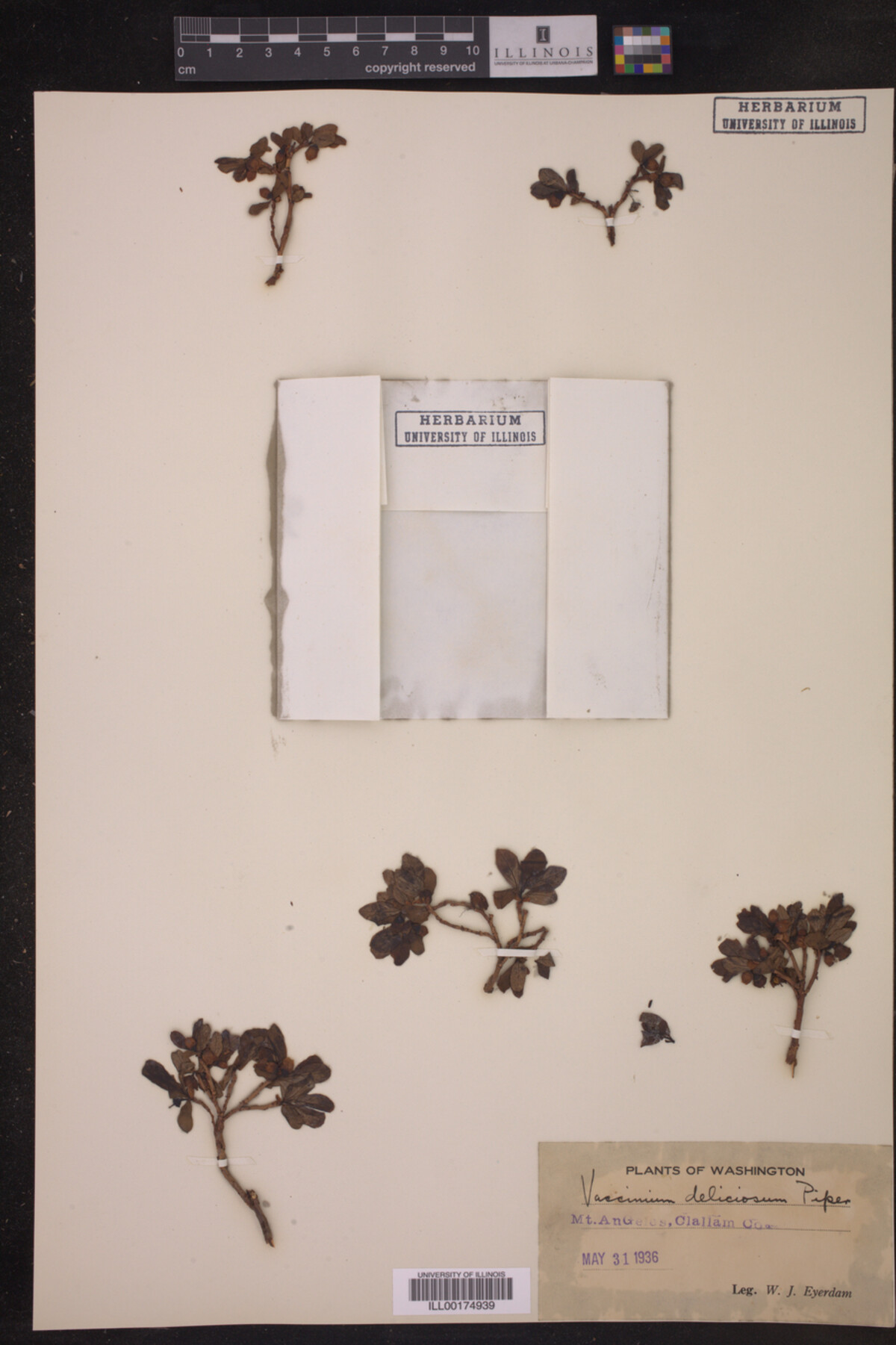 Vaccinium deliciosum image