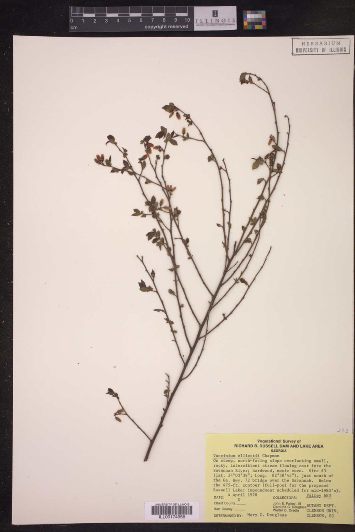 Vaccinium elliottii image