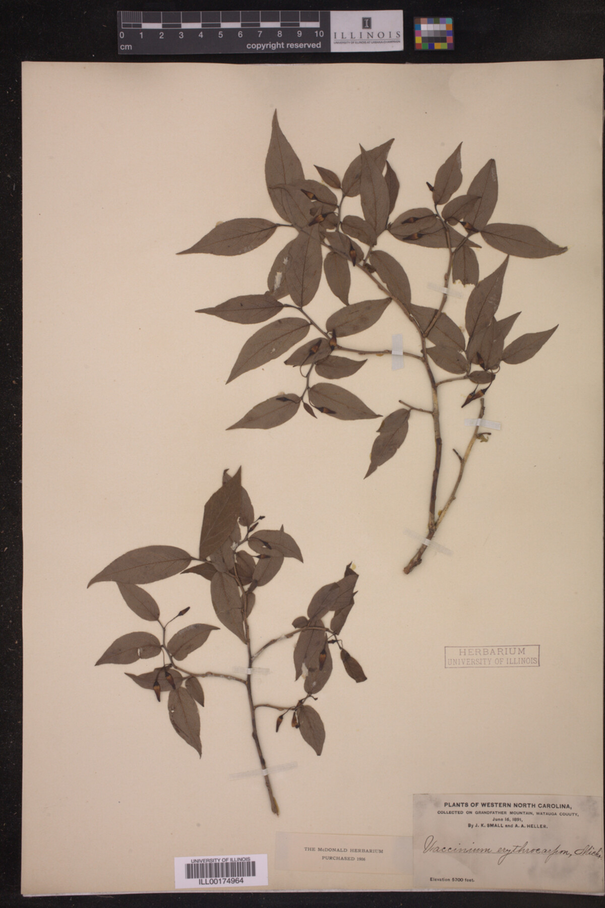 Vaccinium erythrocarpum image