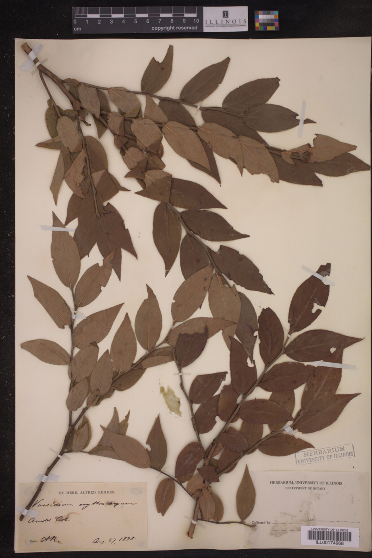 Vaccinium erythrocarpum image