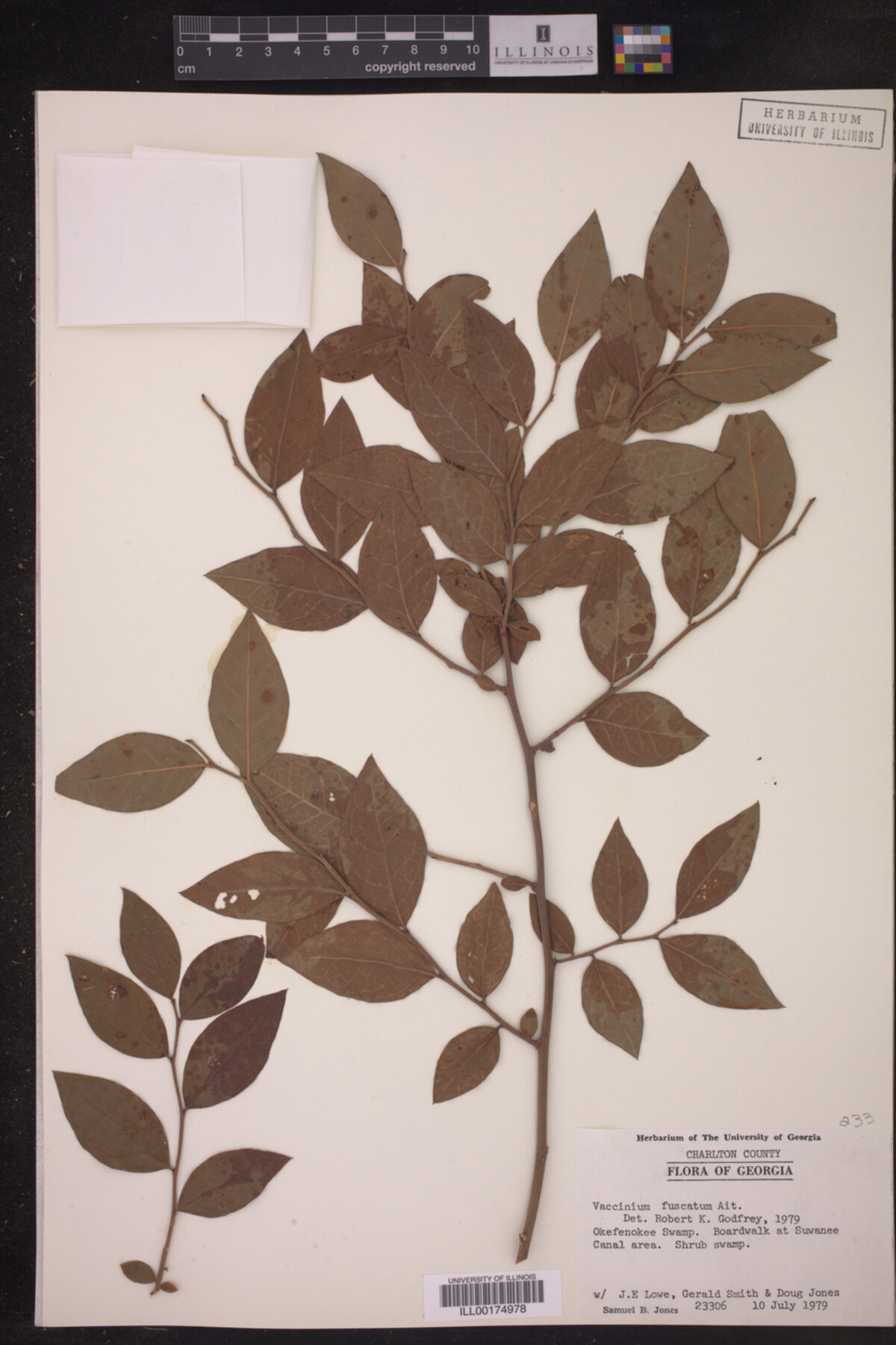 Vaccinium fuscatum image