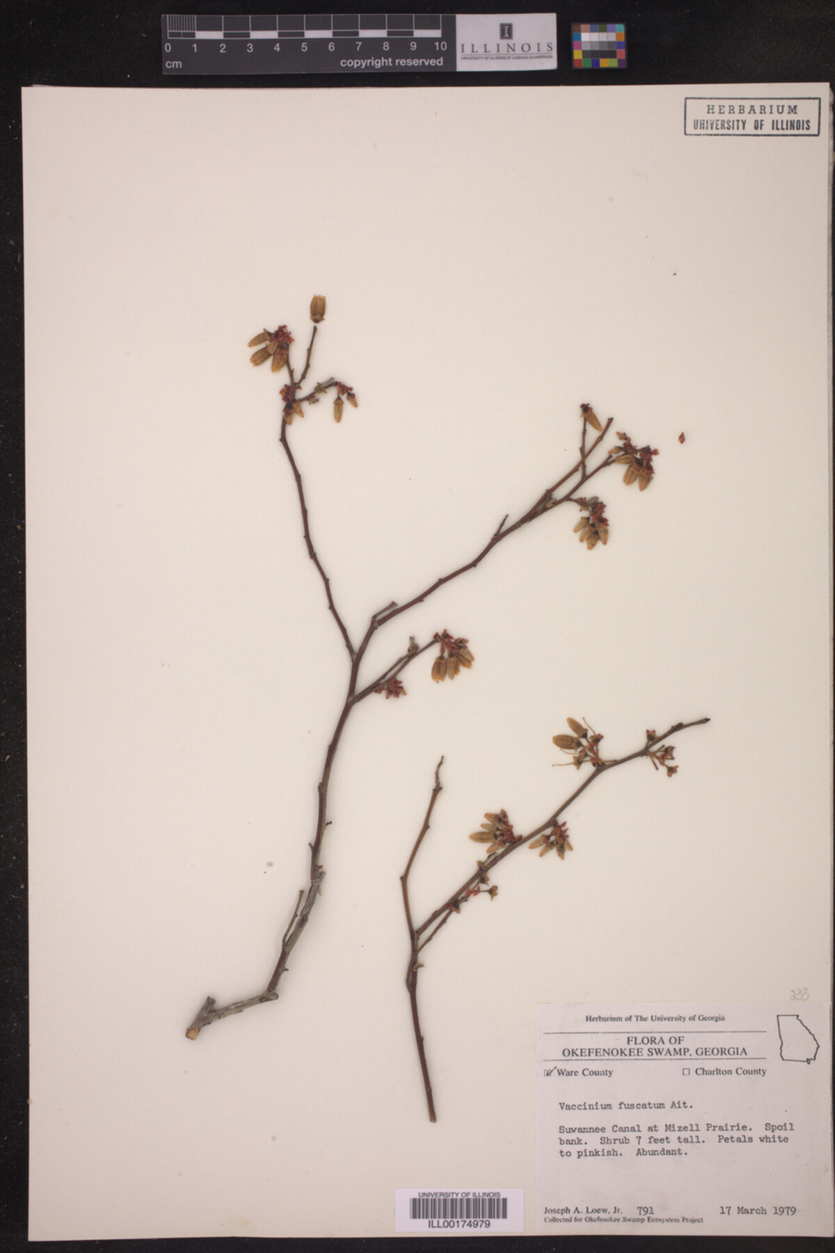 Vaccinium fuscatum image