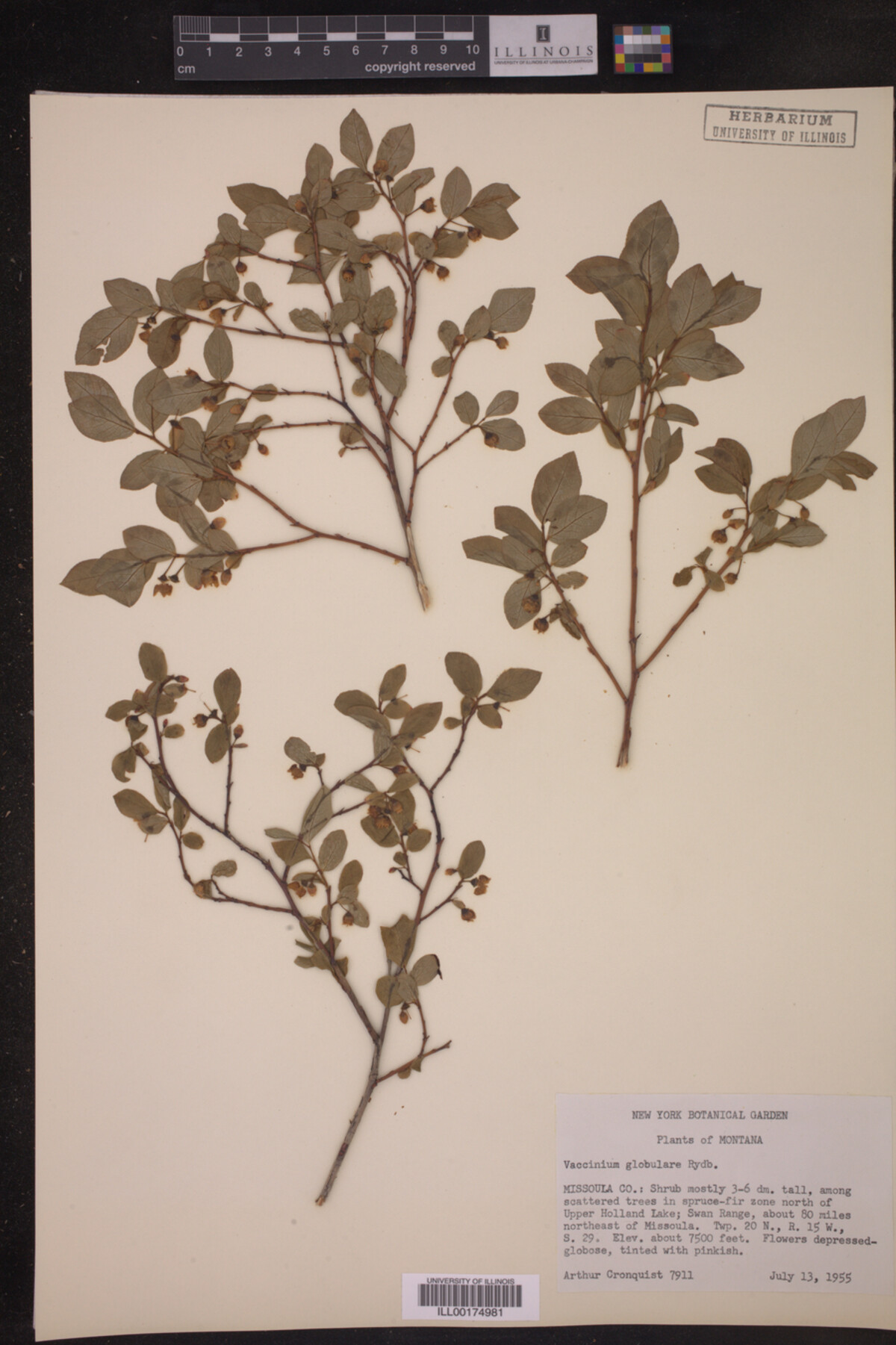 Vaccinium globulare image