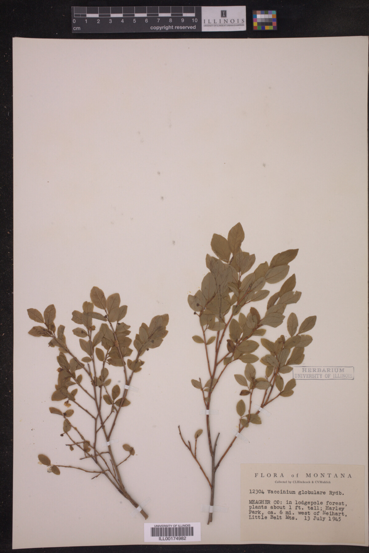 Vaccinium globulare image