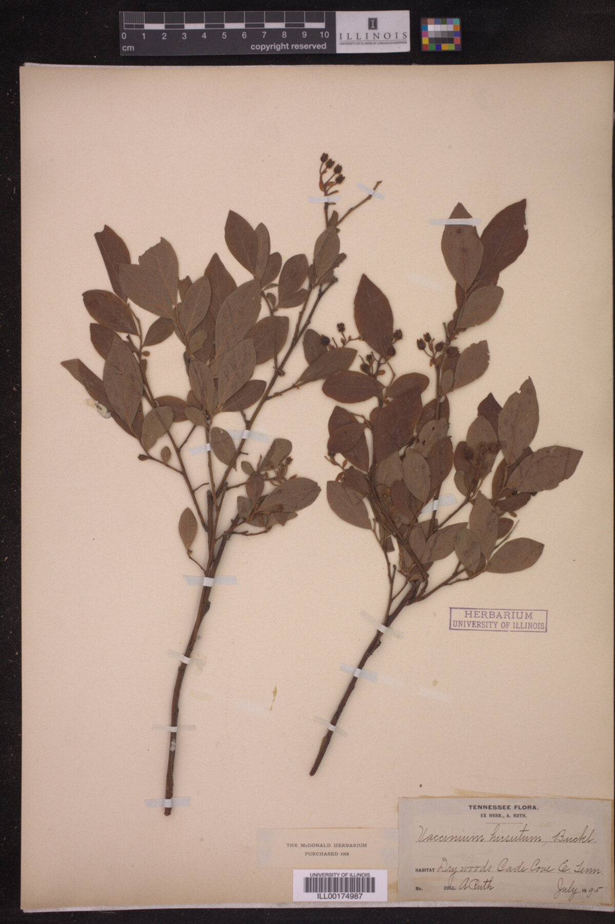 Vaccinium hirsutum image