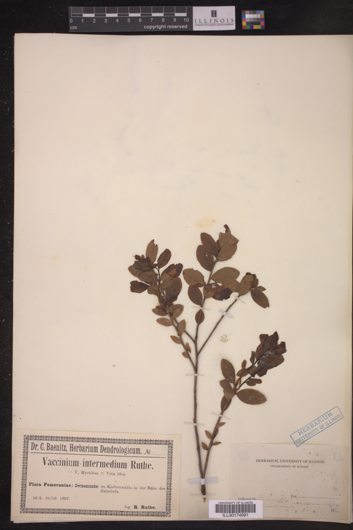 Vaccinium × intermedium image