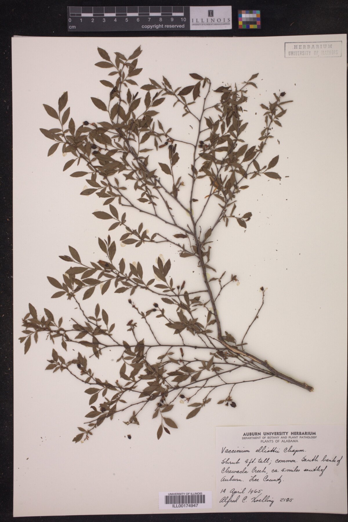 Vaccinium elliottii image