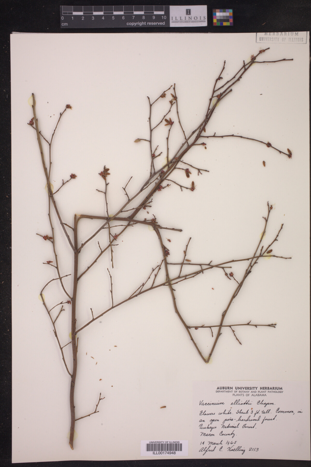 Vaccinium elliottii image