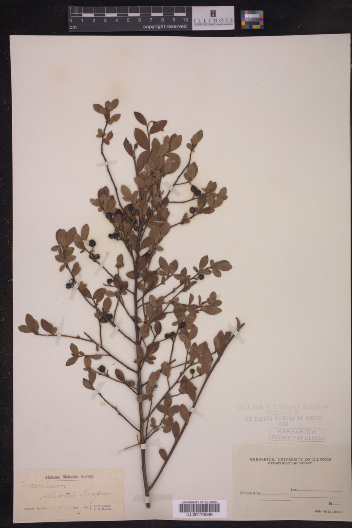 Vaccinium elliottii image