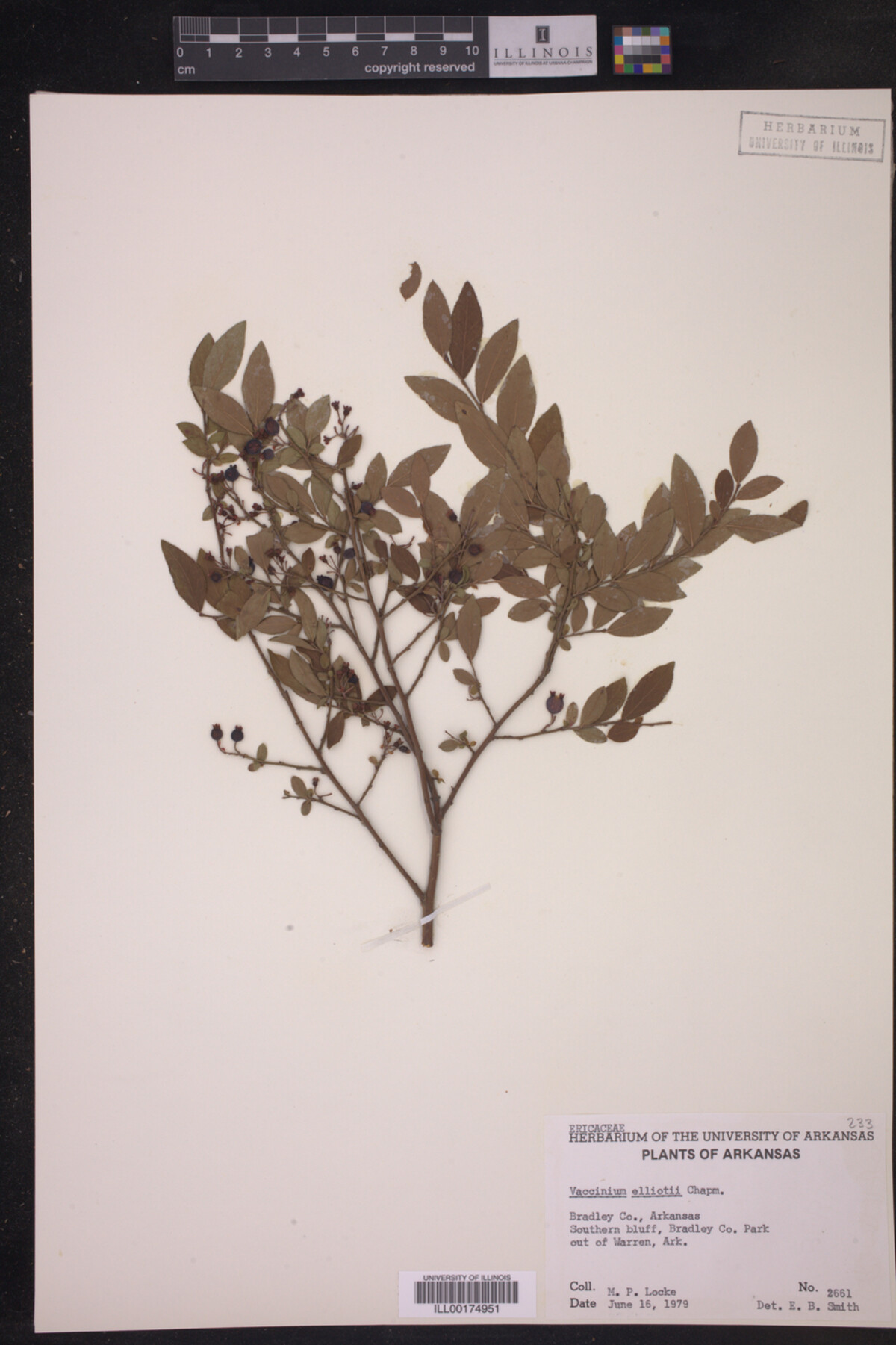 Vaccinium elliottii image