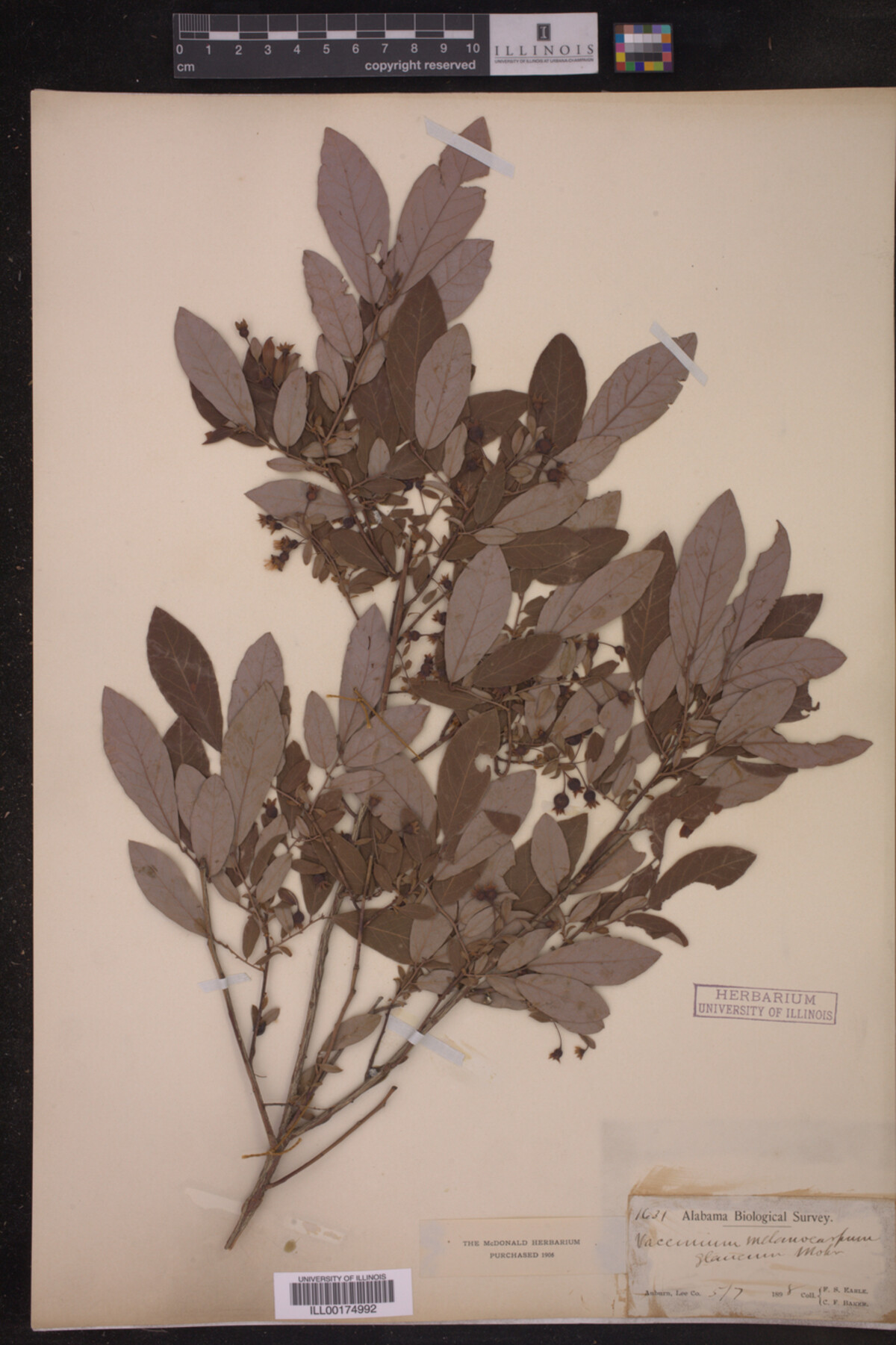 Vaccinium melanocarpum image