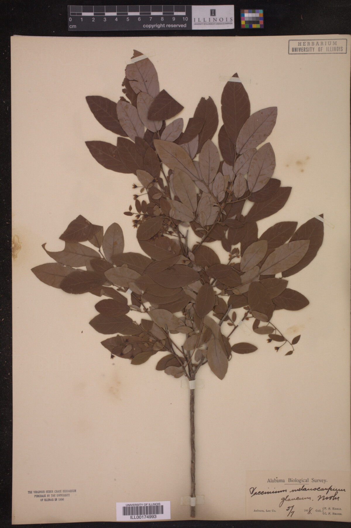 Vaccinium melanocarpum image