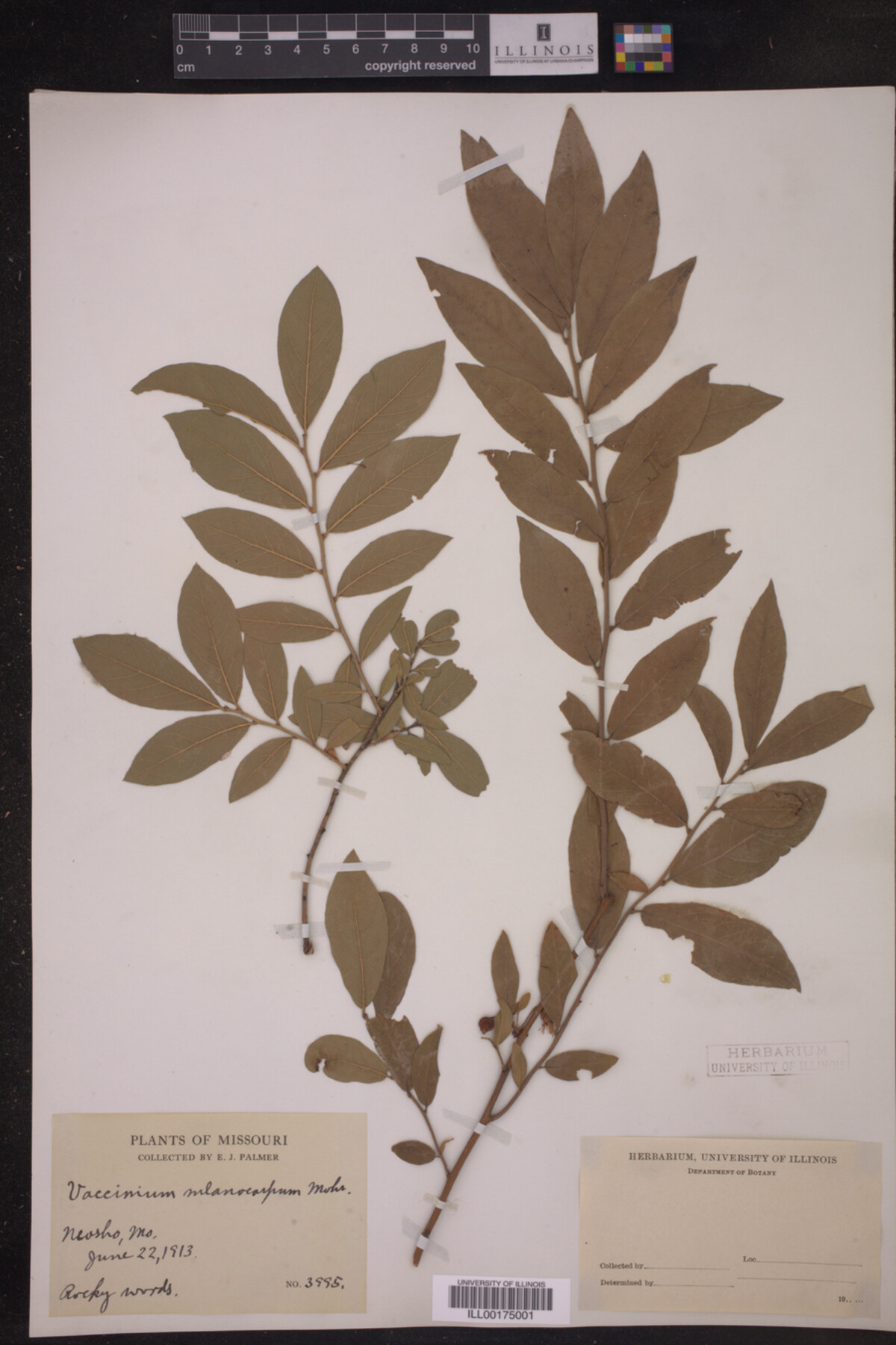 Vaccinium melanocarpum image