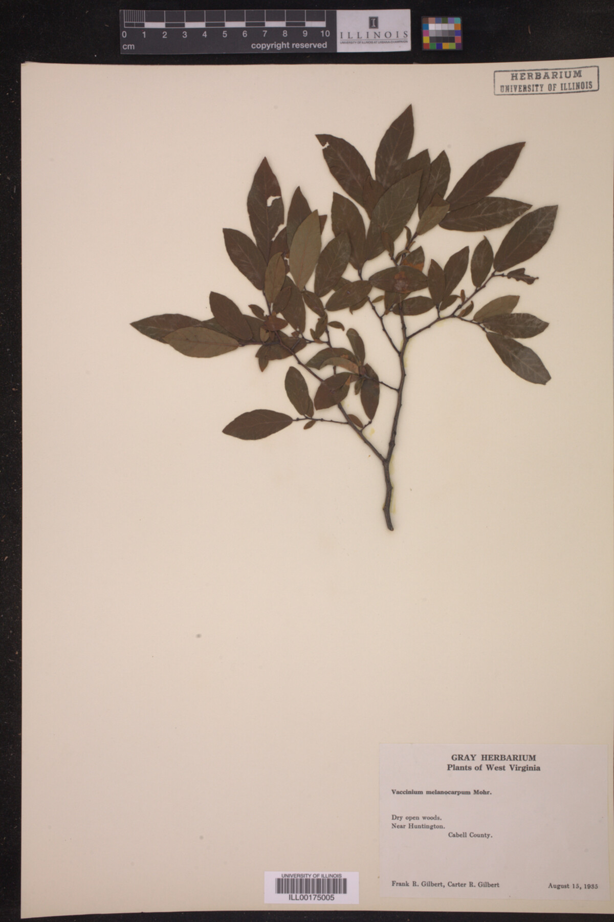 Vaccinium melanocarpum image