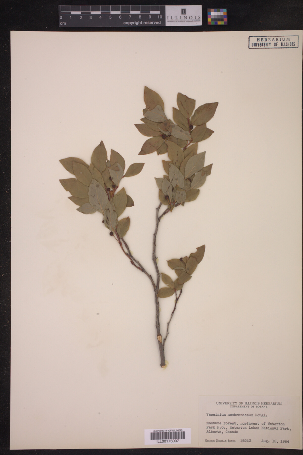 Vaccinium membranaceum image