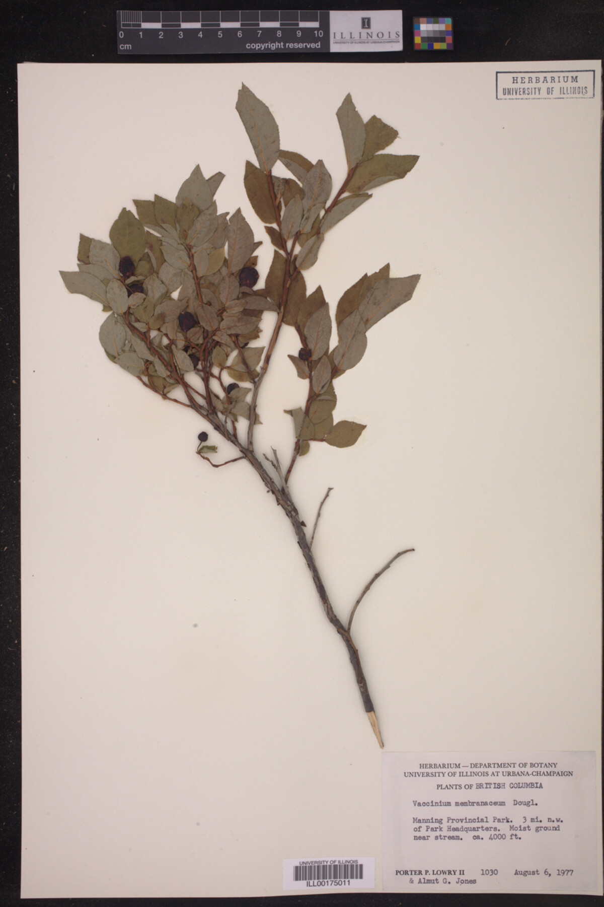 Vaccinium membranaceum image