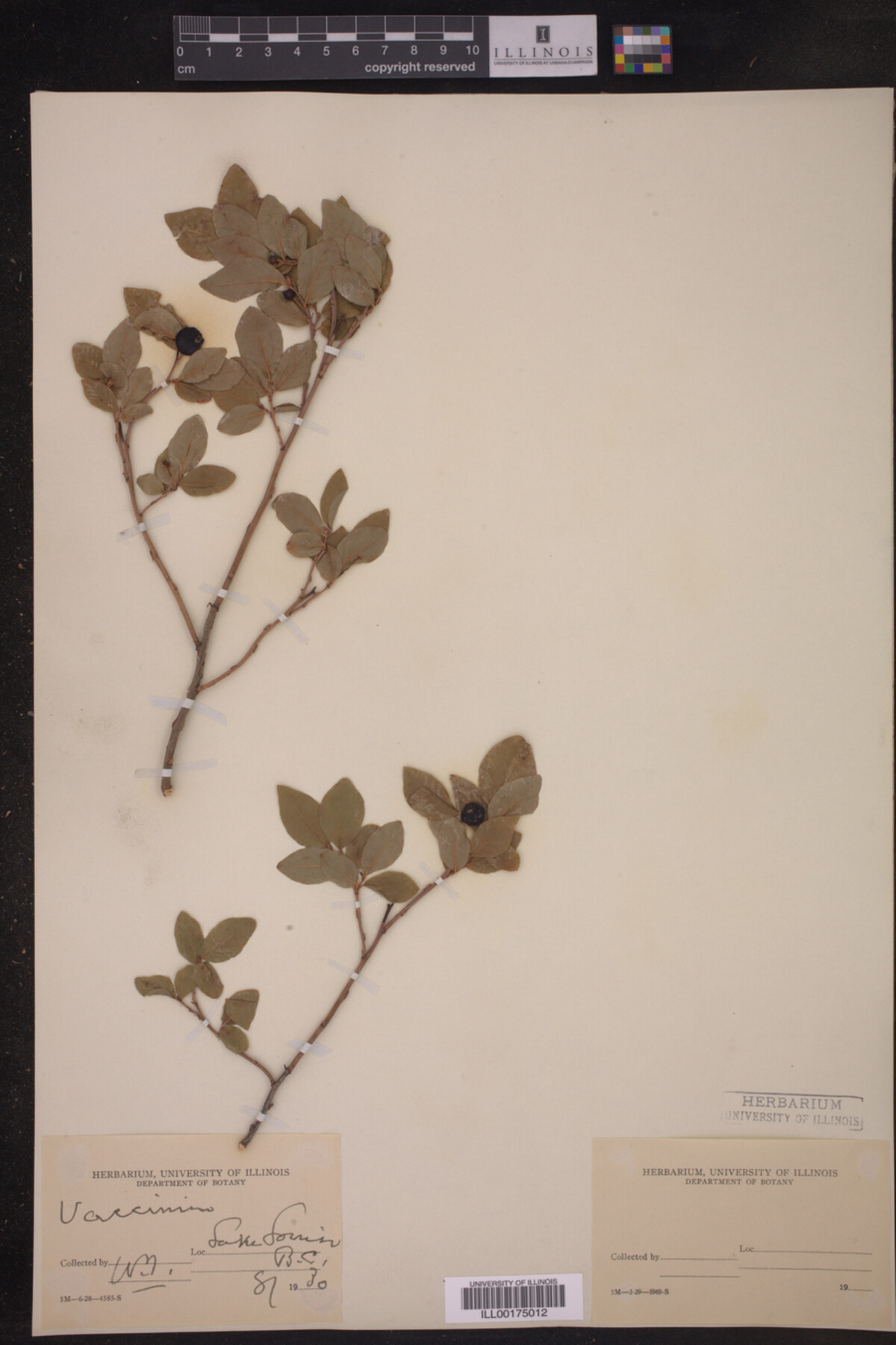 Vaccinium membranaceum image