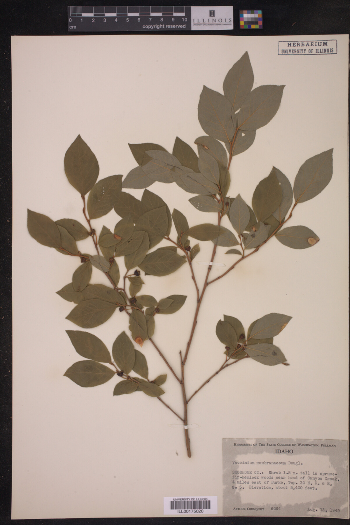 Vaccinium membranaceum image