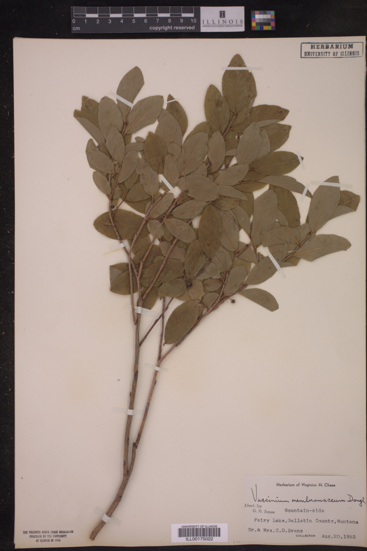 Vaccinium membranaceum image