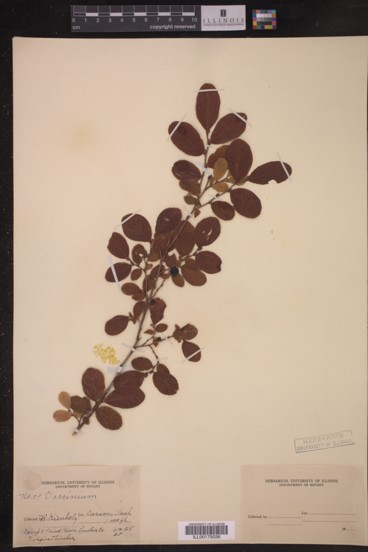 Vaccinium membranaceum image