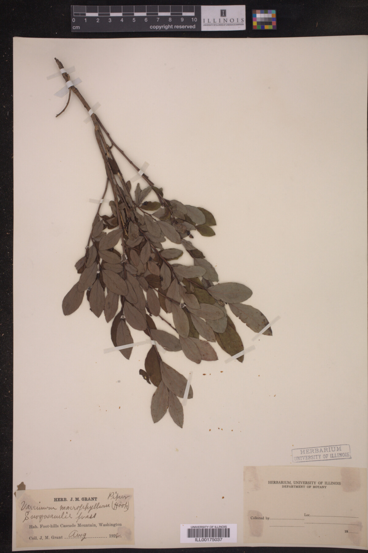 Vaccinium membranaceum image