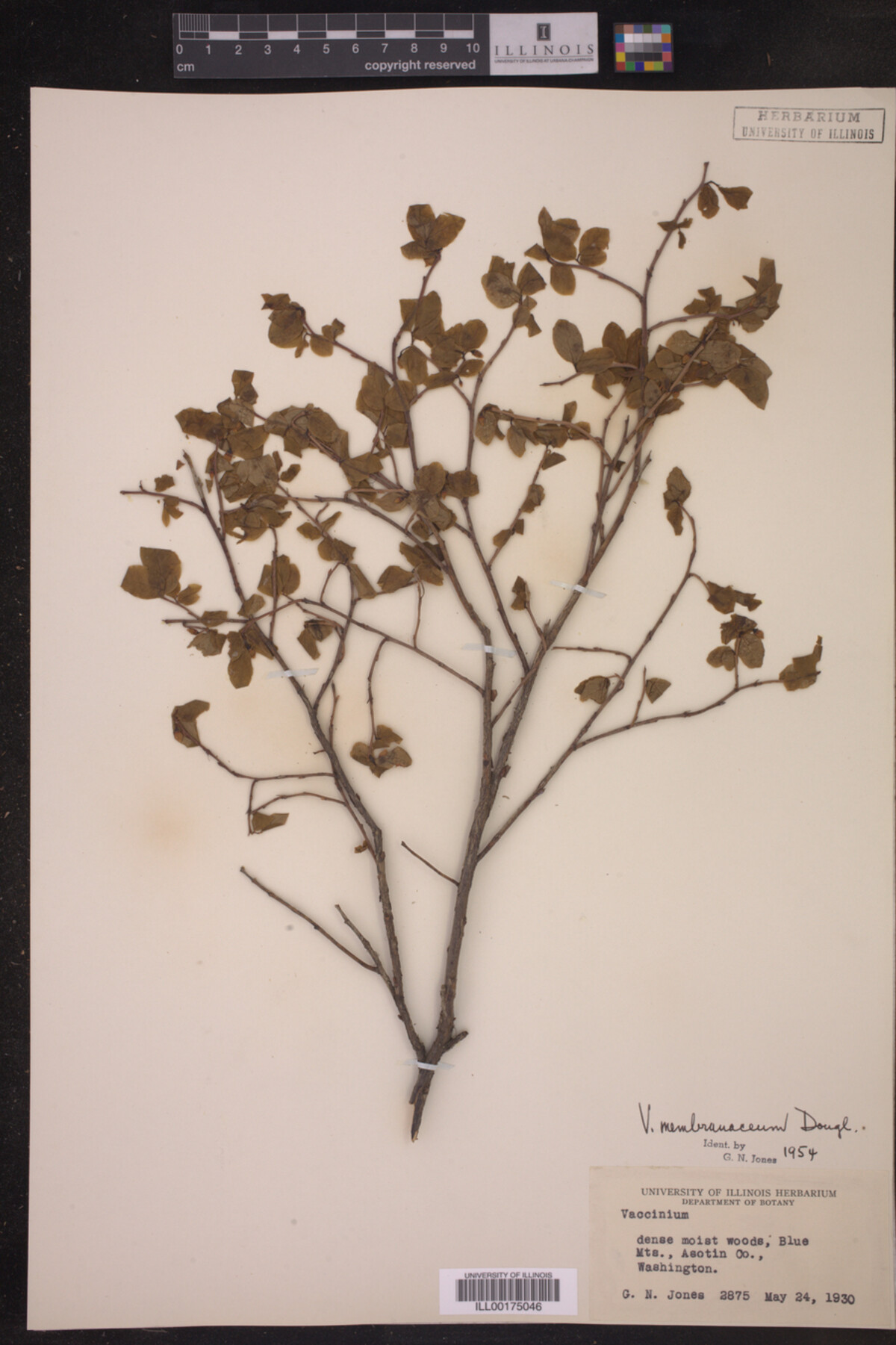 Vaccinium membranaceum image