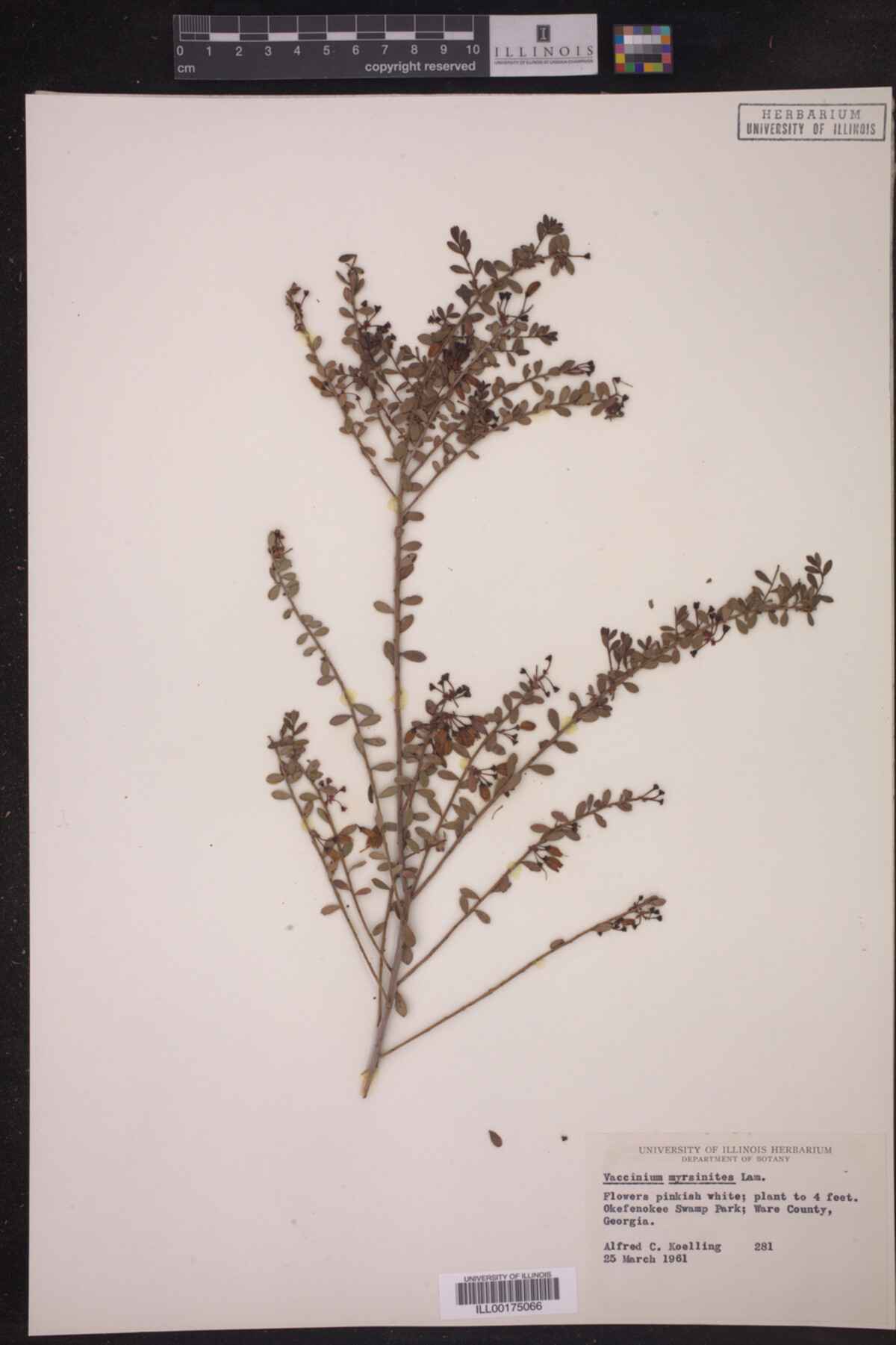 Vaccinium myrsinites image