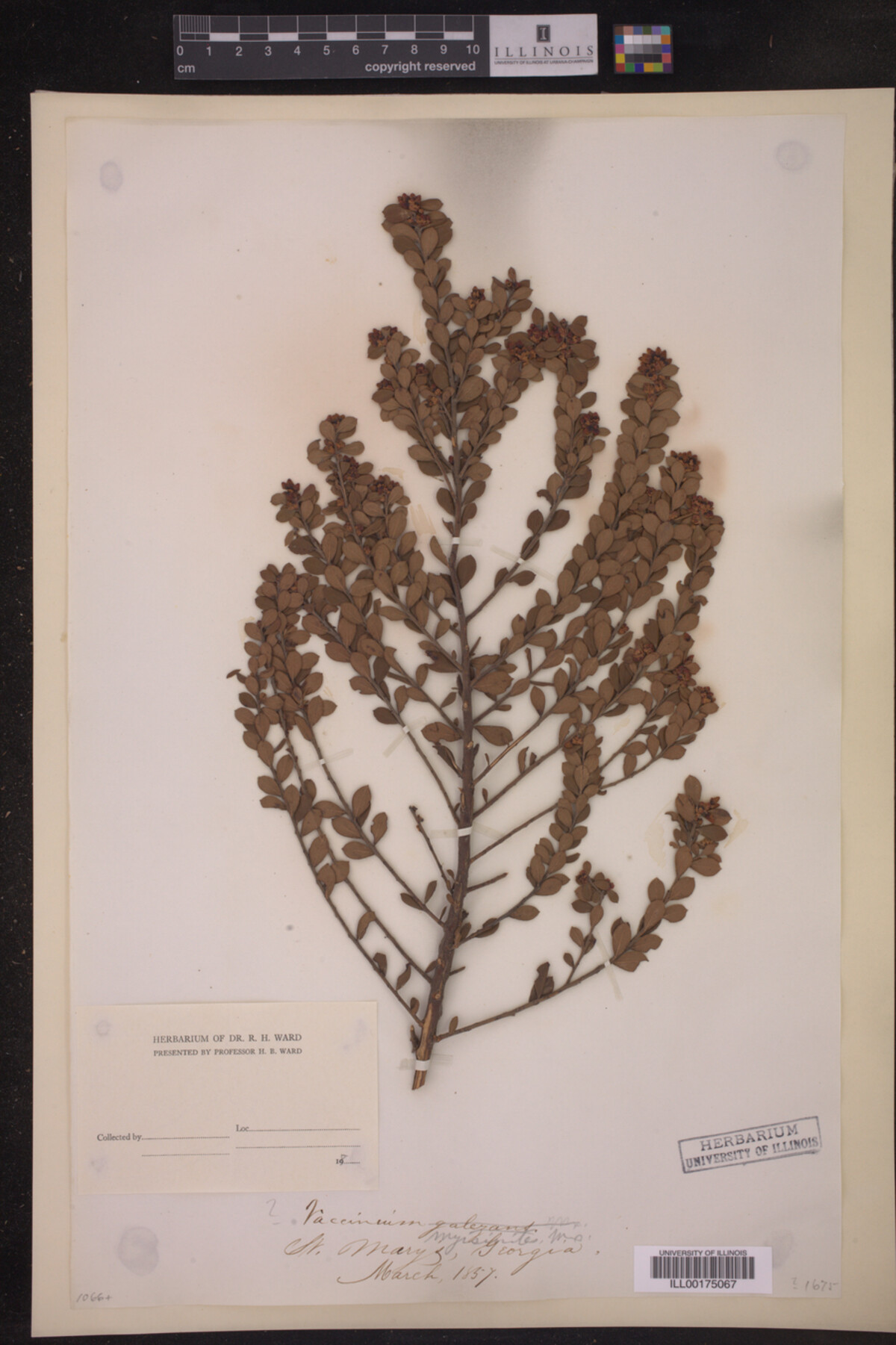 Vaccinium myrsinites image